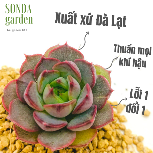 SEN ĐÁ HOA HỒNG ĐỎ SIZE MINI LỖI 1 ĐỔI 1