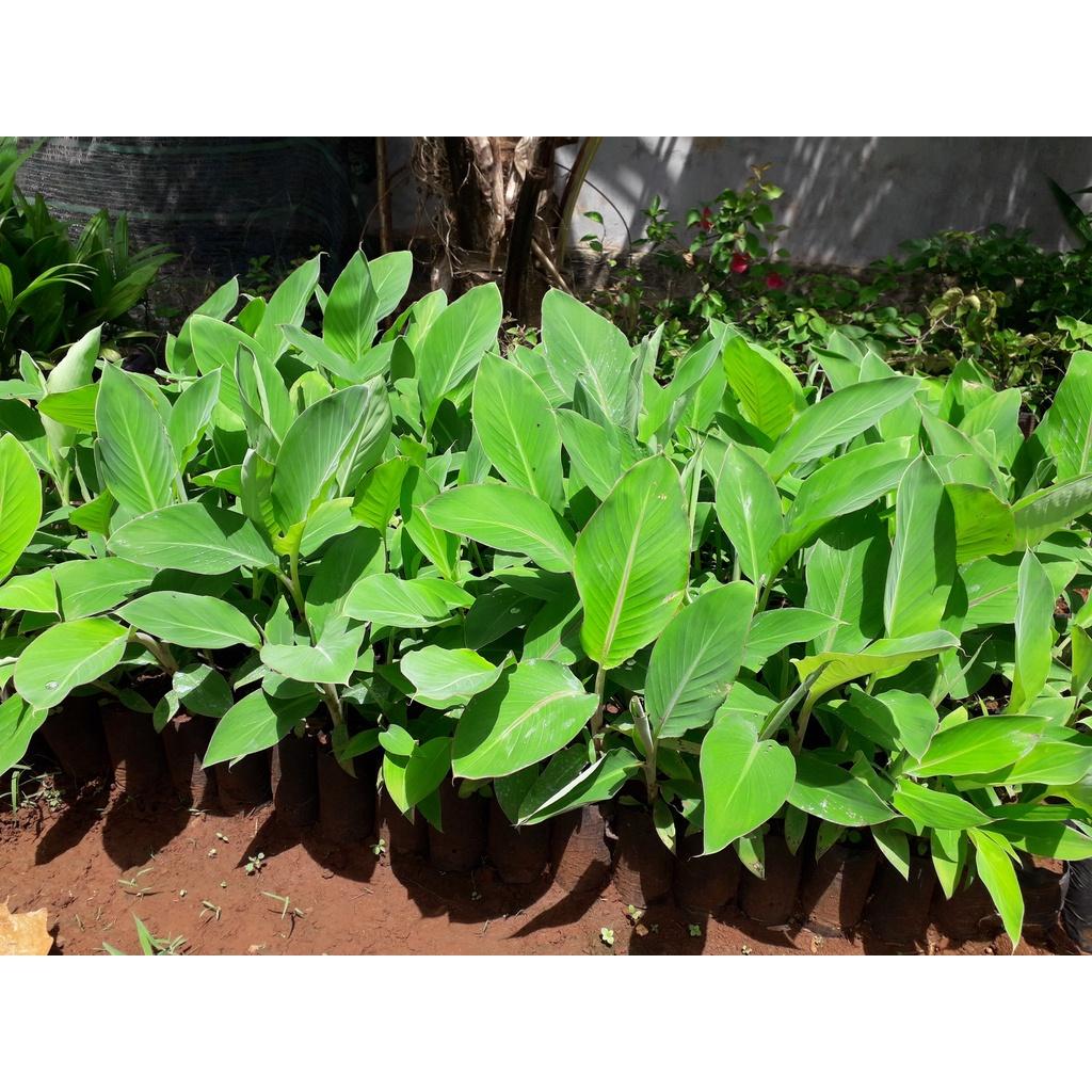 CÂY GIỐNG CHUỐI HỘT RỪNG cấy mô siêu sớm GIỐNG CHUẨN )