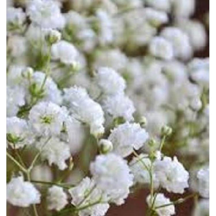 Hạt giống hoa baby trắng - 100hạt/gói