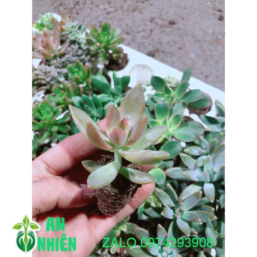 COMBO 12 CÂY SEN ĐÁ