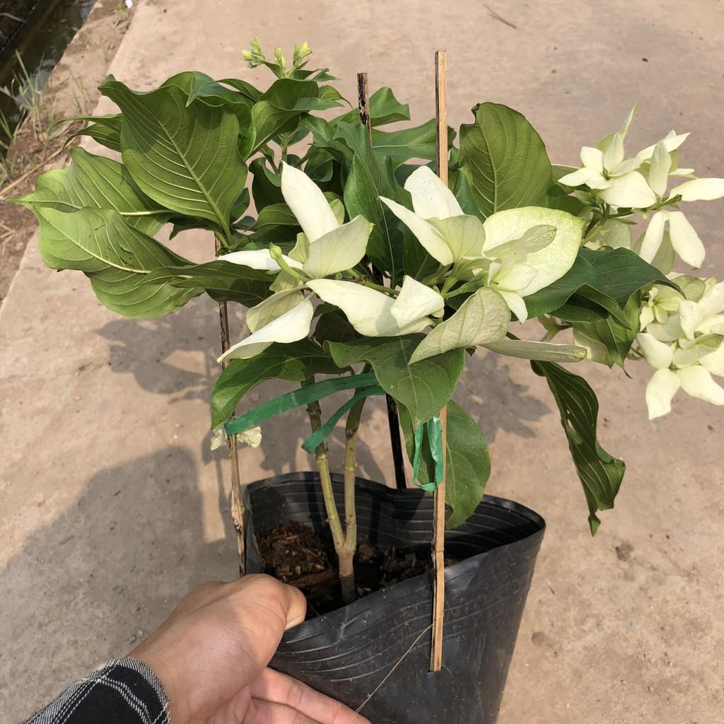 Cây hoa én bạc, chiều cao cây 35cm hoa trắng nở rộ dễ dàng chăm sóc, thích hợp trang trí cảnh quan sân vườn hàng rào