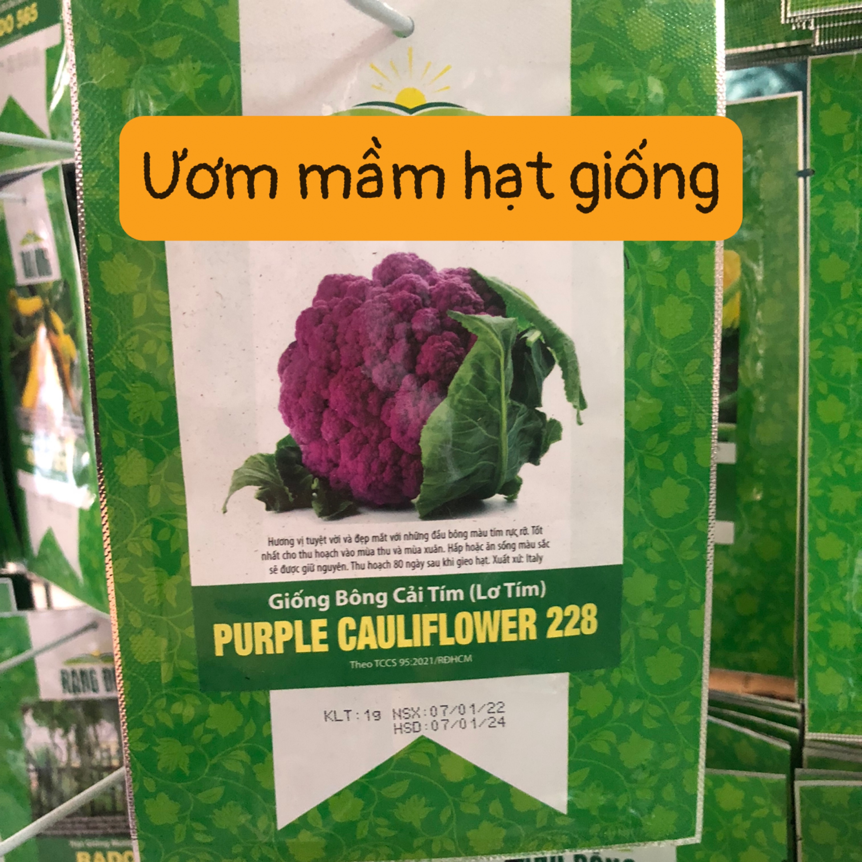 Hạt Giống Bông Cải Tím (lơ tím) PURPLE CAULIFLOWER 228 (1g)