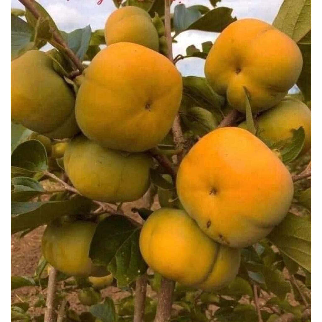 Cây giống Hồng Nhân Hậu.