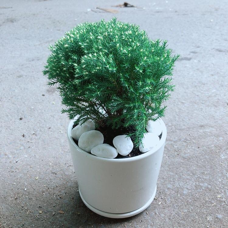 Chậu Cây Tùng Bồng Lai