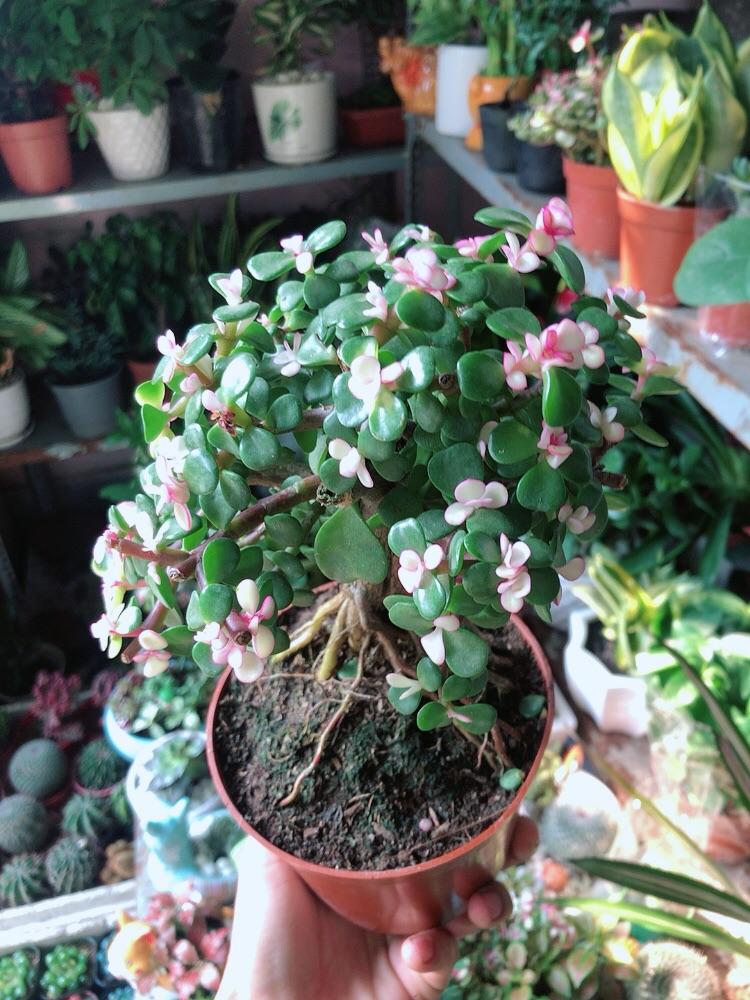 Cành Vàng Lá Ngọc Thân Cổ Thụ