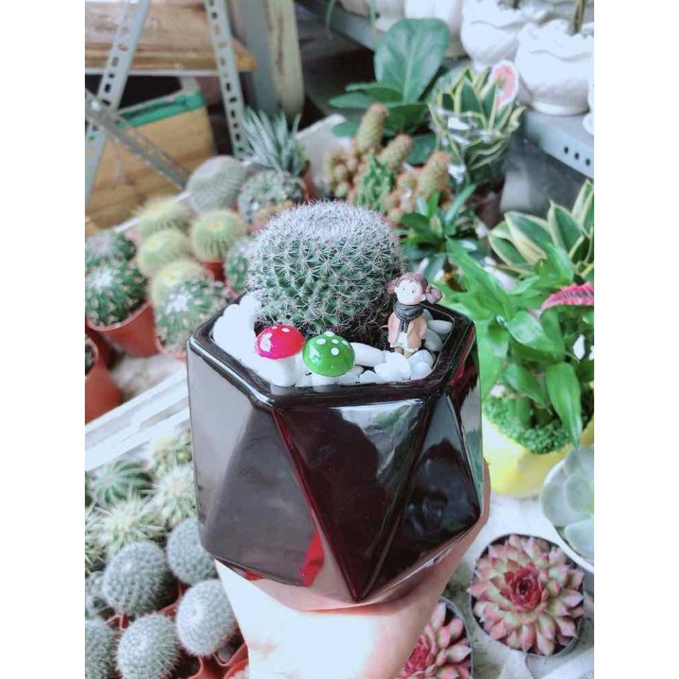 Chậu Xương Rồng Bán Chạy