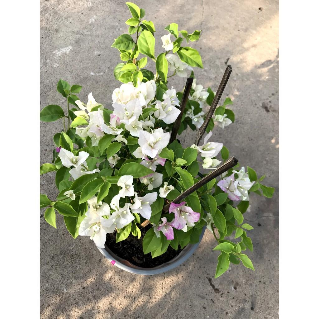 Chậu hoa giấy màu trắng