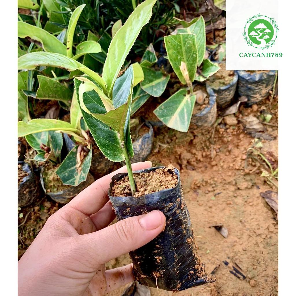 Cây hải đường giống cao 15cm  .