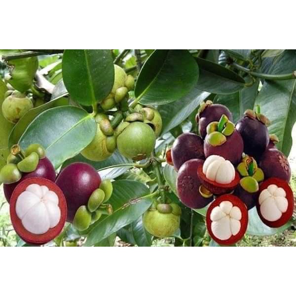 Cây Giống Măng Cụt Cây To Giống Chuẩn