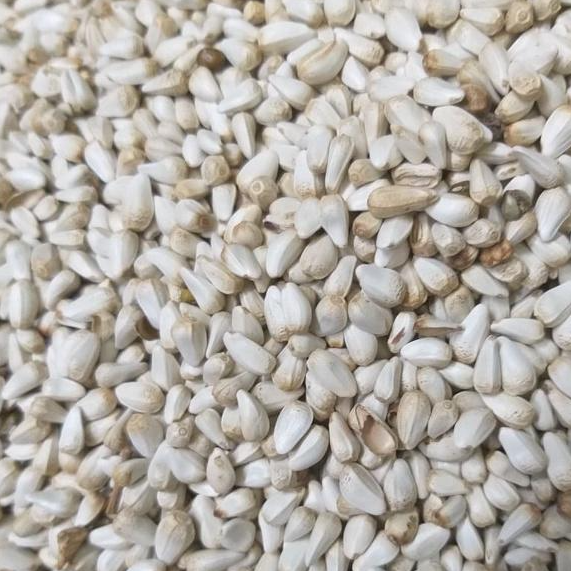 Hạt Kham gói 1000g