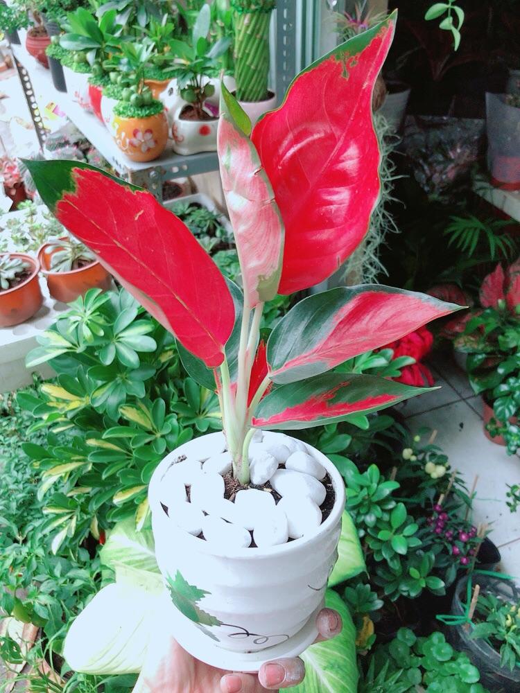 Chậu Cây Phú Quý Đỏ