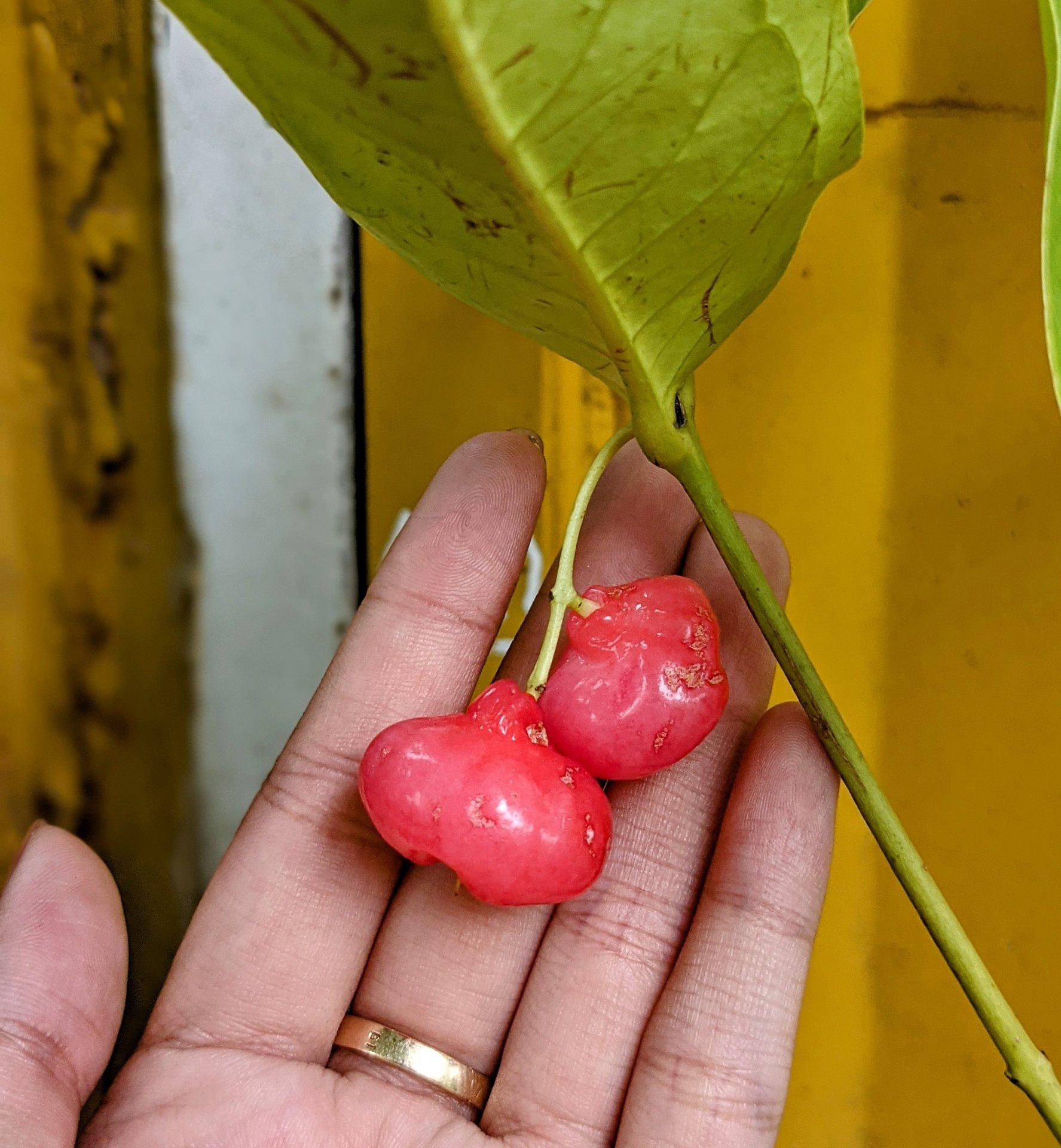 Cây mận Hoàng Yến