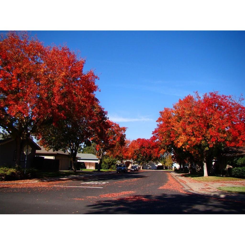 Hạt giống cây phong lá đỏ - 1 gói 10 hạt/Kèm 1 gói kích thích hạt nảy mầm