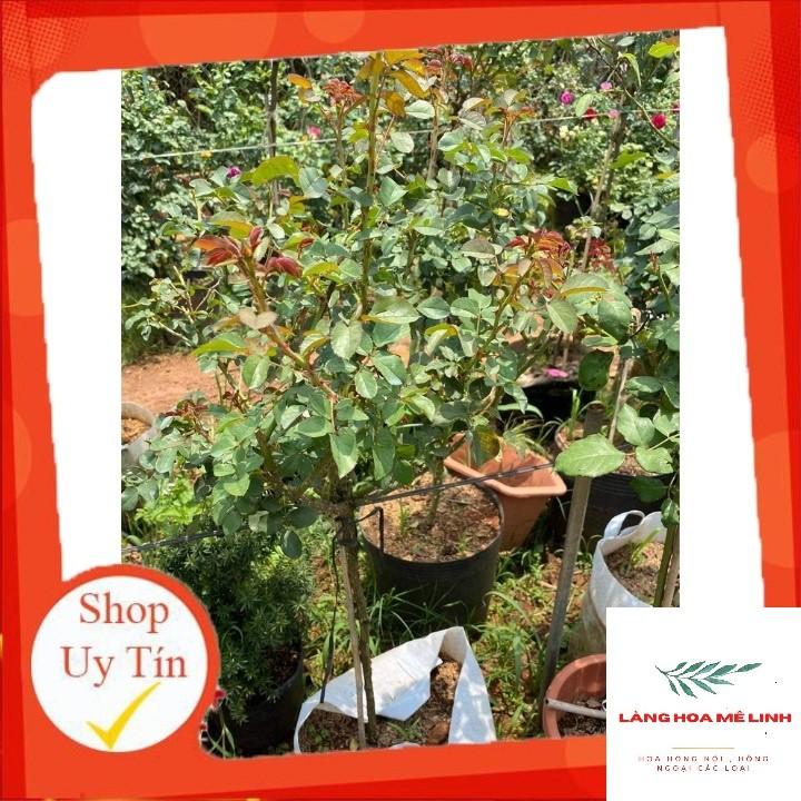 Hoa hồng tree thân gỗ chọn màu cực xinh