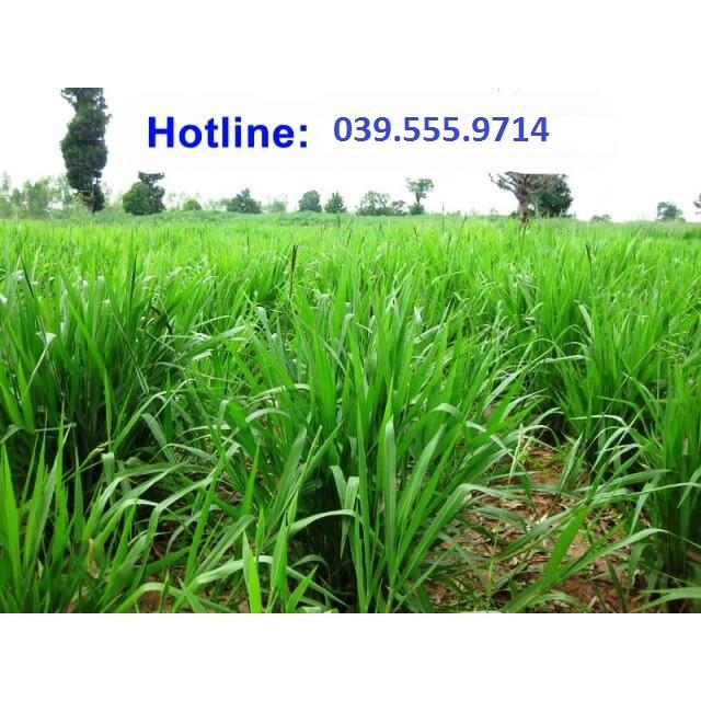 Hạt Cỏ Chăn Nuôi Mulato II 300gam - Cỏ Chịu Lạnh Chịu Hạn