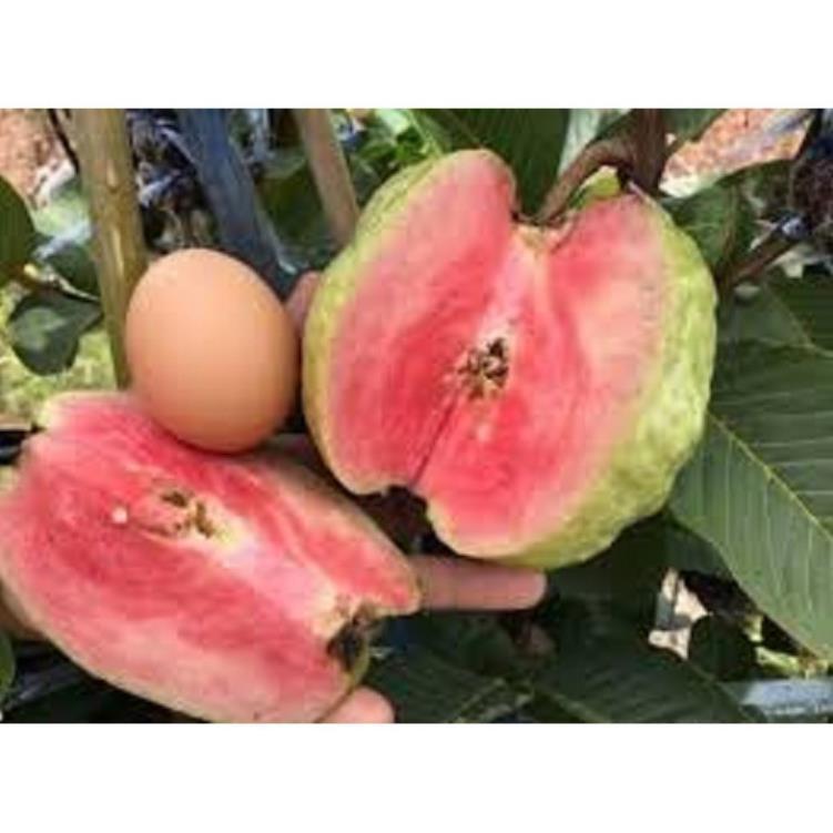 Cây giống Ruby ruột đỏ không hạt cây giống chuẩn F1 cho năng suất cao