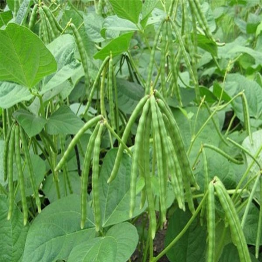 Đậu đen xanh lòng rang sẵn - 1kg - - Đậu đen xanh lòng hữu cơ - hạt nhỏ thuần chủng