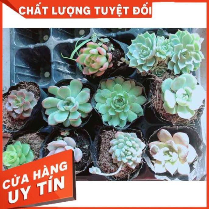 Combo 10 cây sen đá Nhiều Người Mua