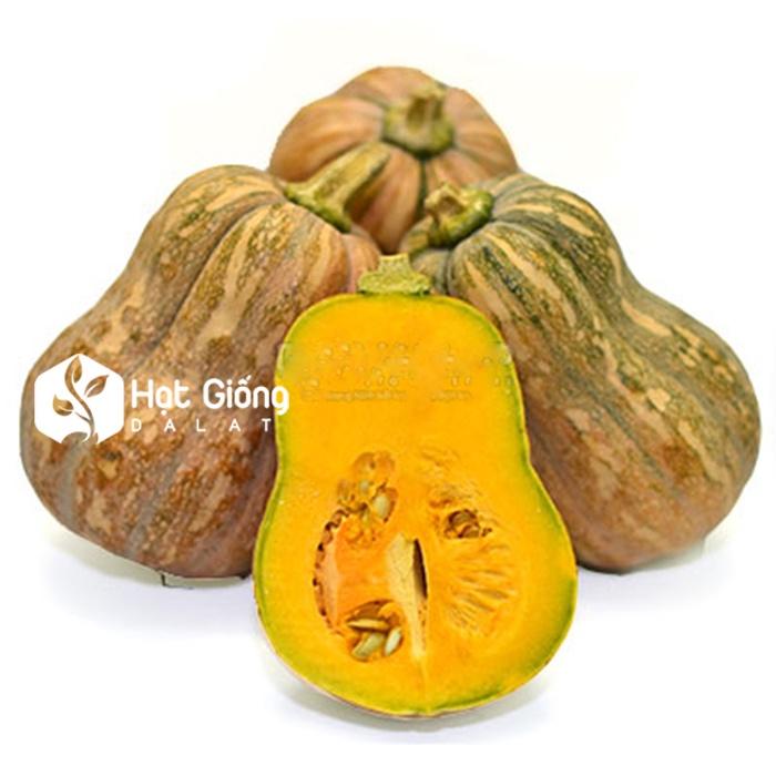 HẠT GIỐNG BÍ ĐỎ HẠT ĐẬU