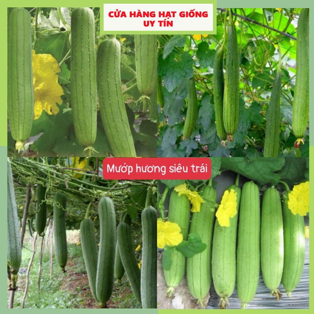Hạt Giống Mướp Hương Siêu Trái F1