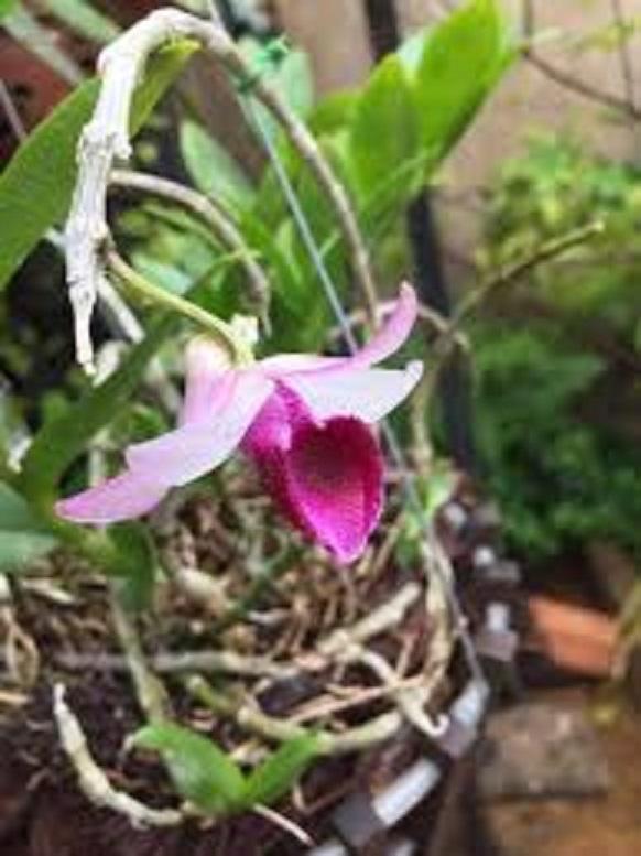 Phi điệp BỆT MA BÓ chuẩn giống cam kết chất lượng