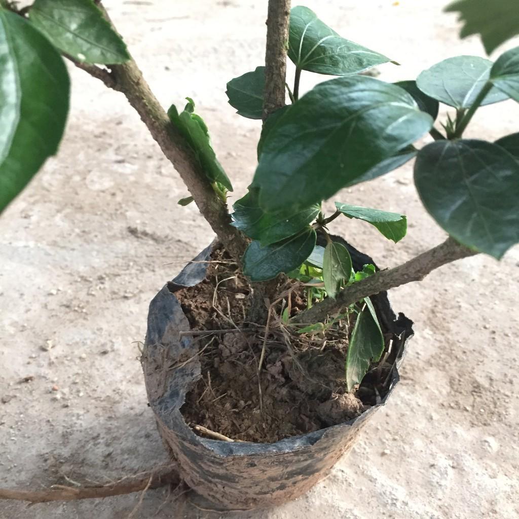 Cây dâm bụt vàng hoa kép, chiều cao cây 25-30cm sức sống mãnh liệt dễ dàng chăm sóc