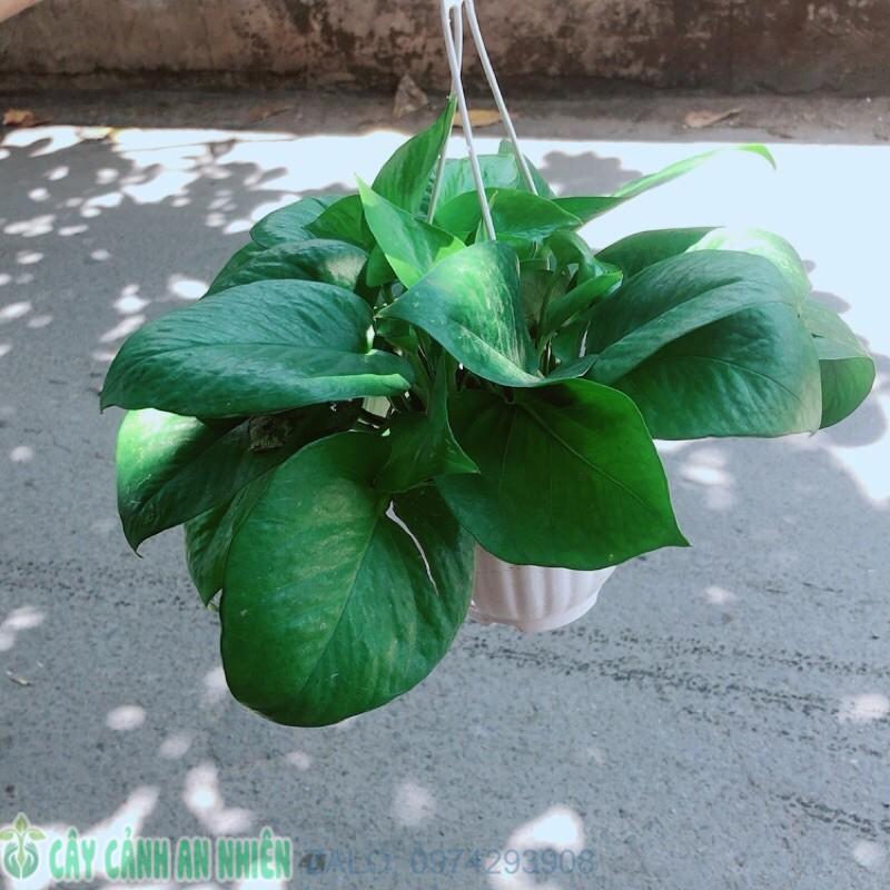 Trầu Bà Thái Xanh