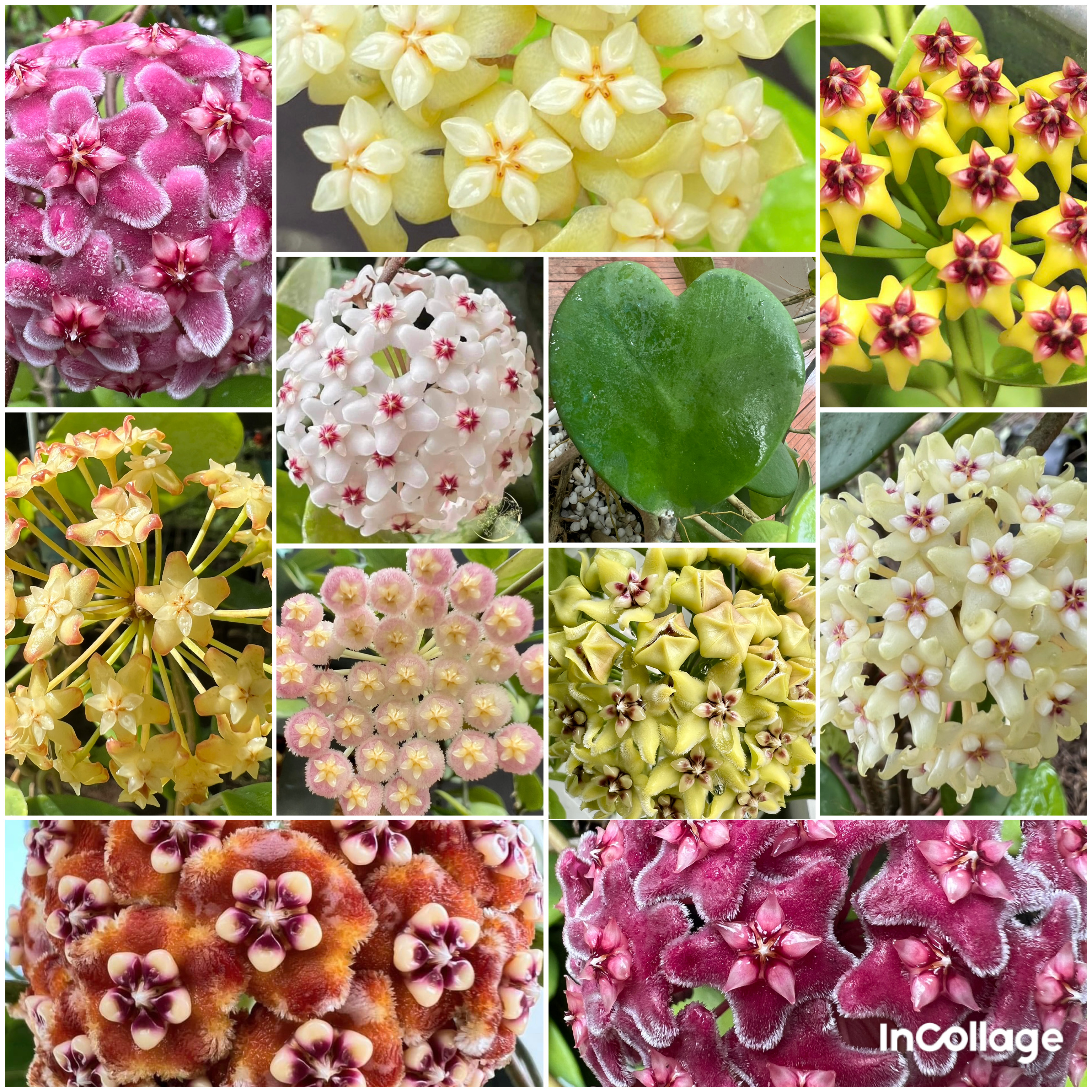 Combo 11 loại cây giống Cẩm cù khác nhau, hoa thơm, loại siêng hoa kích thước 25cm đến 45cm