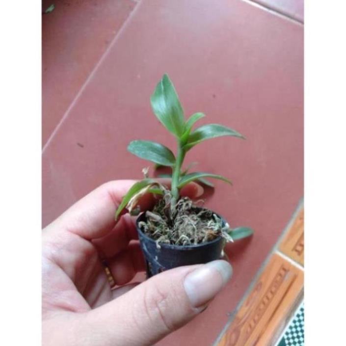 Kie hoa phong lan phi điệp lộc bắc
