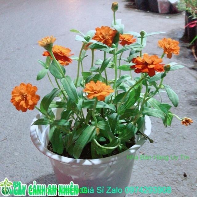 Chậu Cúc Duyên