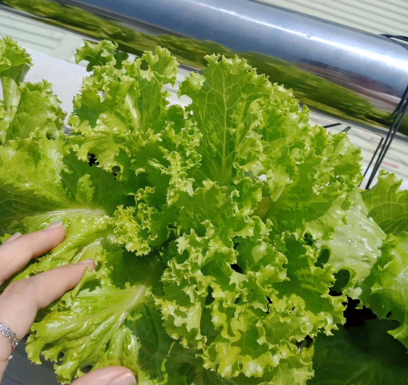 01 Gói Hạt Giống Rau Xà Lách Chịu Nhiệt