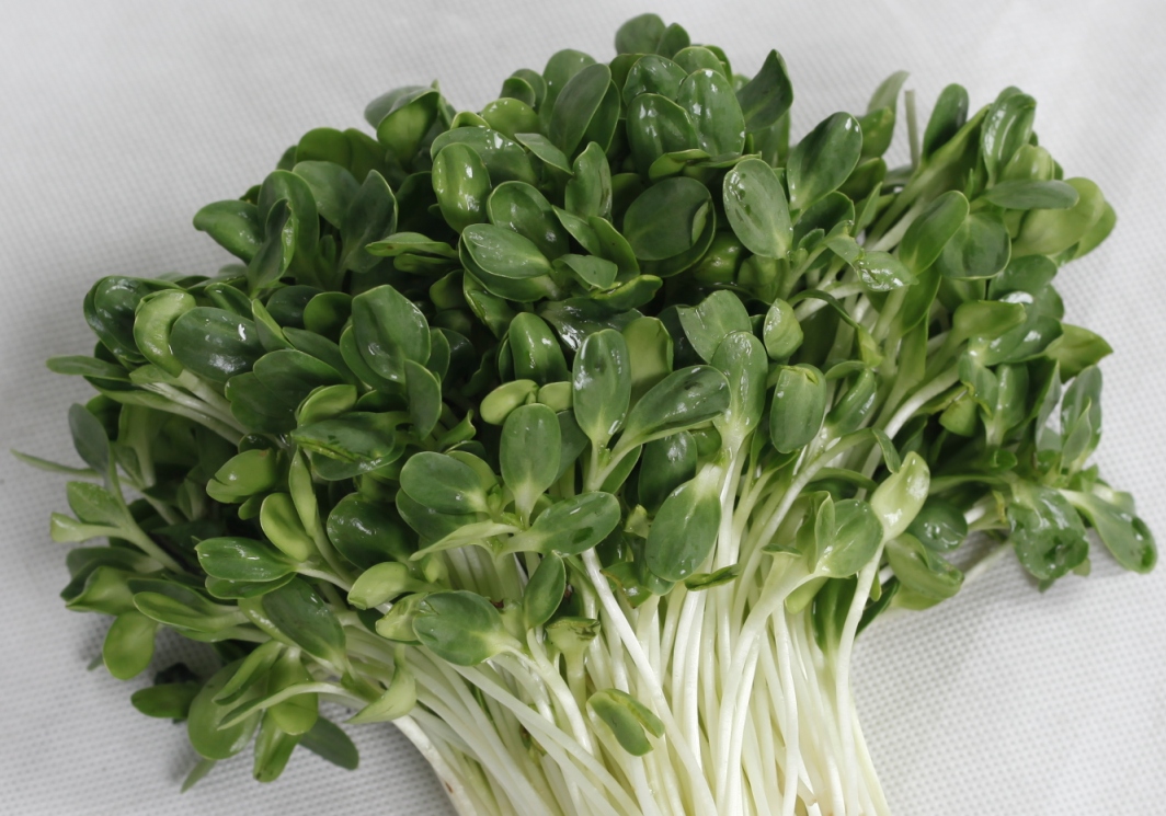 Hạt giống rau Mầm Hướng Dương gói 50g VTS117