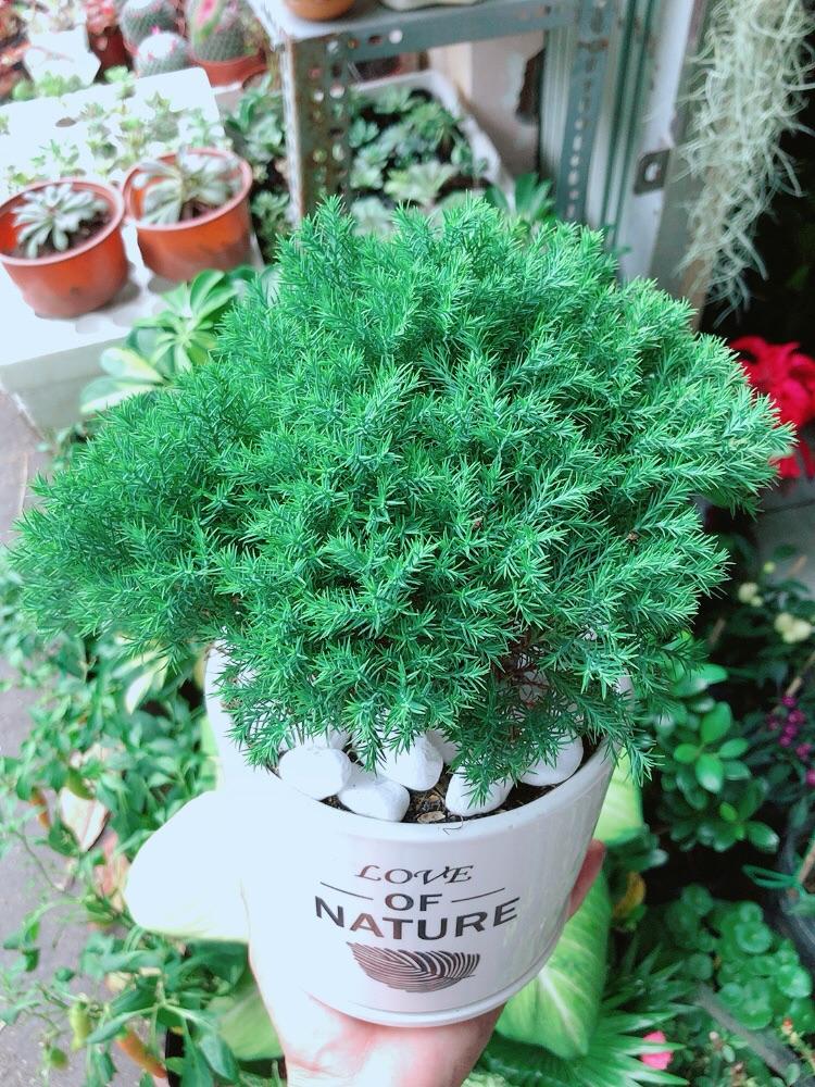 Chậu Cây Tùng Bồng Lai