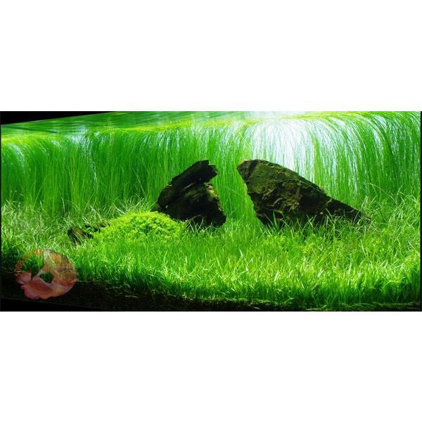 Hạt Giống Thủy Sinh - Cây ngưu mao chiên cao gói 10g