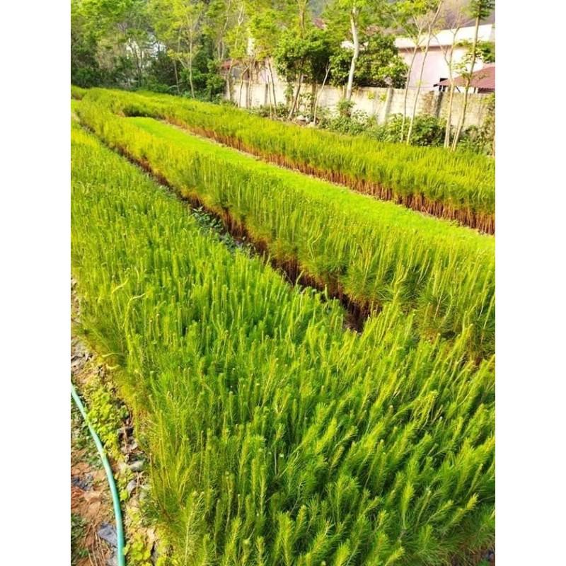 Com bo 5 cây thông giống cao 60cm
