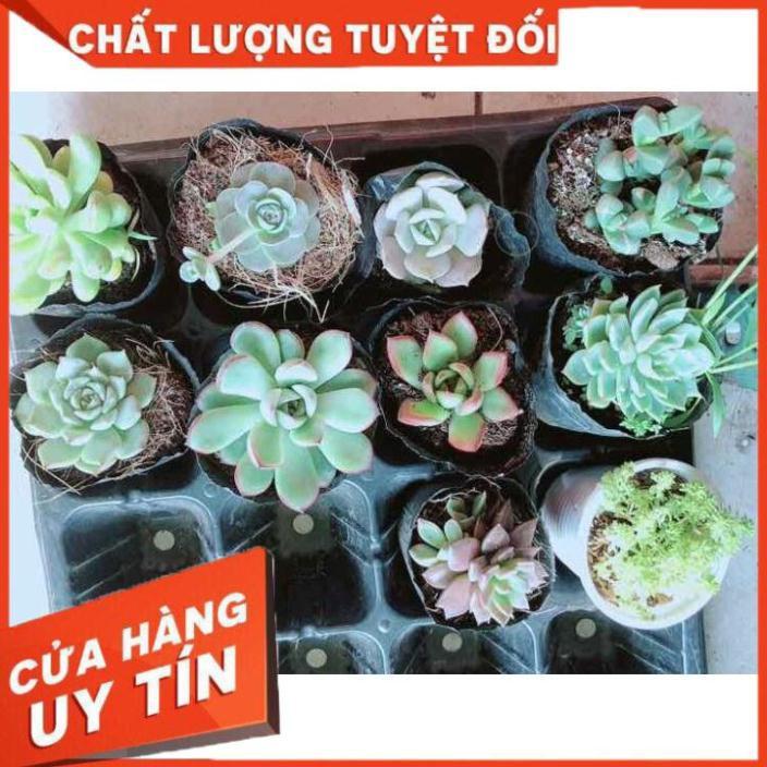 Combo 10 cây sen đá Nhiều Người Mua