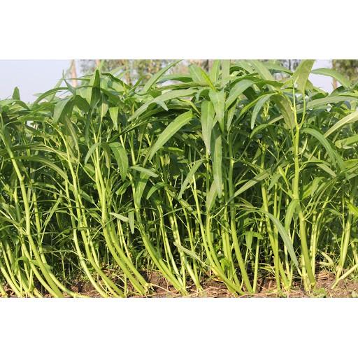 Hạt Giống Rau Muống Lá Tre Chịu Nhiệt, Thu Hoạch Nhiều Lần 100gram