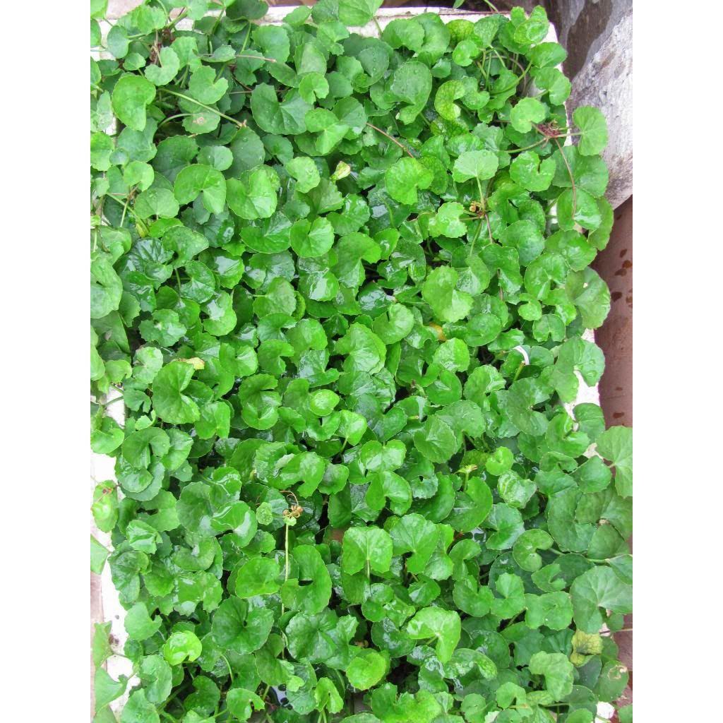 Hạt giống rau má rau gia vị sach ngon dễ trồng gói 0.5 G bao đẹp