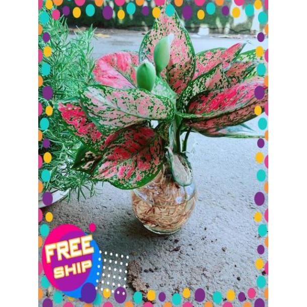 Chậu Vạn Lộc Trồng Thuỷ Sinh Hàng Đẹp