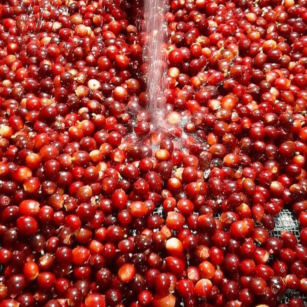 Cà phê Blend Arabica & Robusta Tinh Coffee, Vị cân bằng, đậm đà, thơm 100% nguyên chất, rang xay mộc - 250gr / 500gr