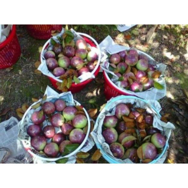 Cây giống vú sữa lò rèn,vú sữa tím