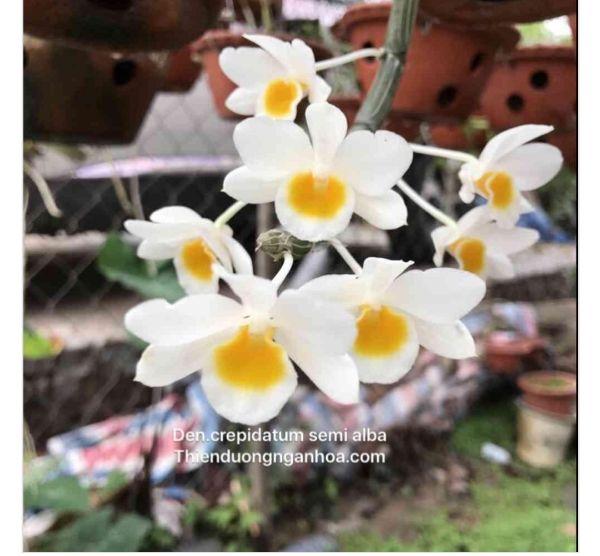 Giá Gốc Phong lan Long tu đá