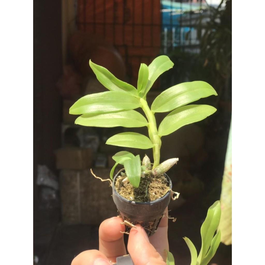 Trầm BLue gieo hạt