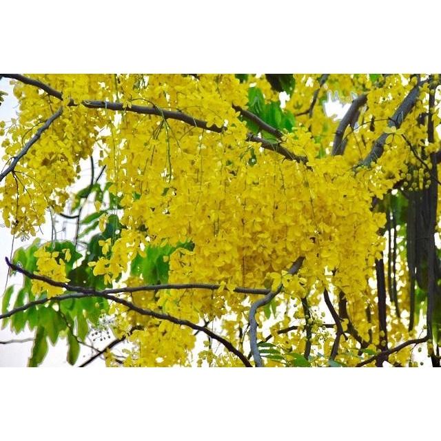 COMBO 3 BẦU muồng hoàng yến vàng-hoa osaka vàng, bầu cây giống - MHYVBCG