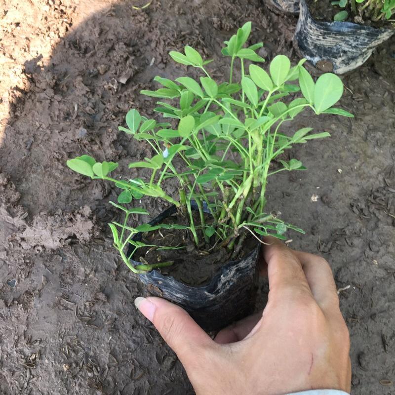 Cây cỏ lạc cây trồng công trình, trồng thảm