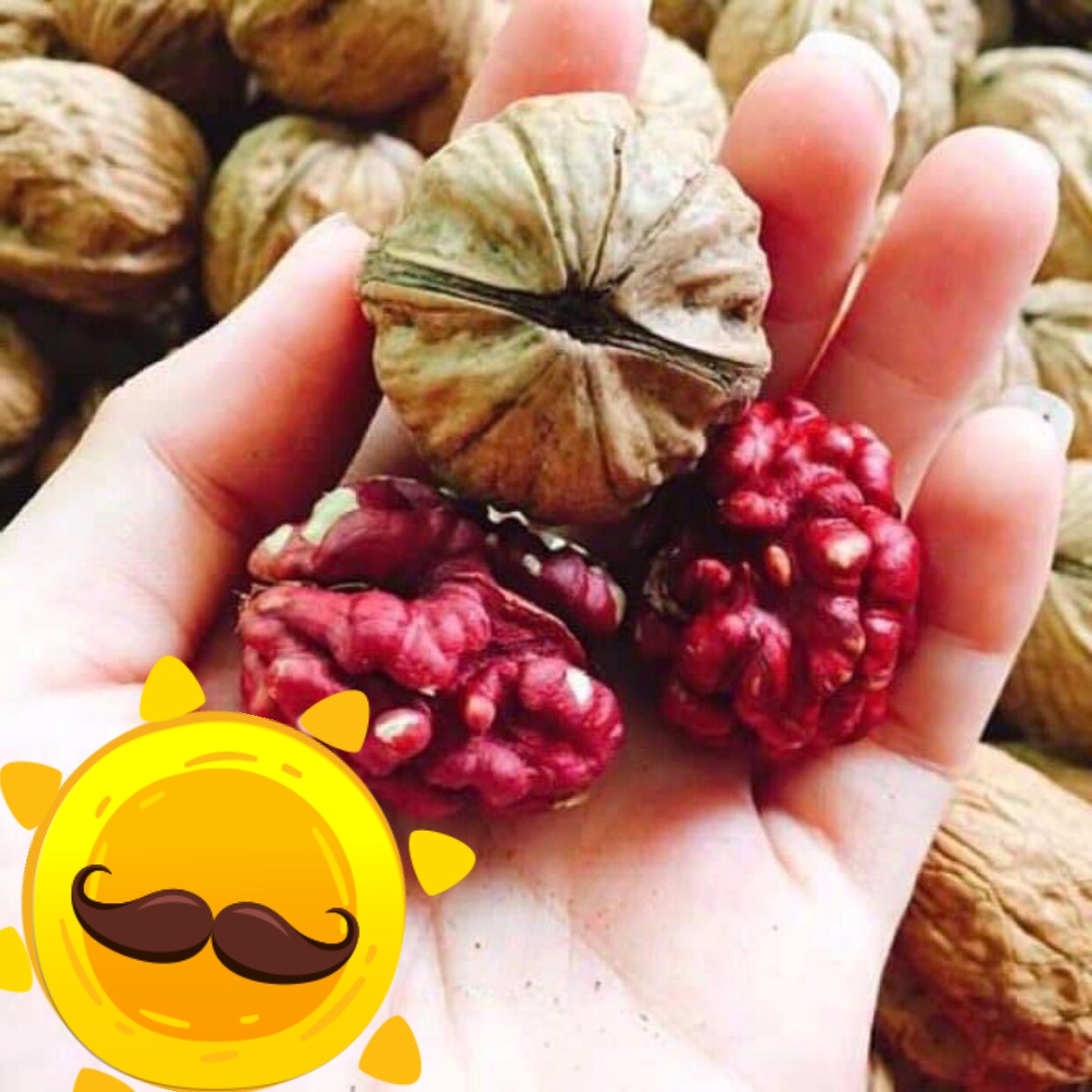 Nhân hạt óc chó đỏ 500g Fonut