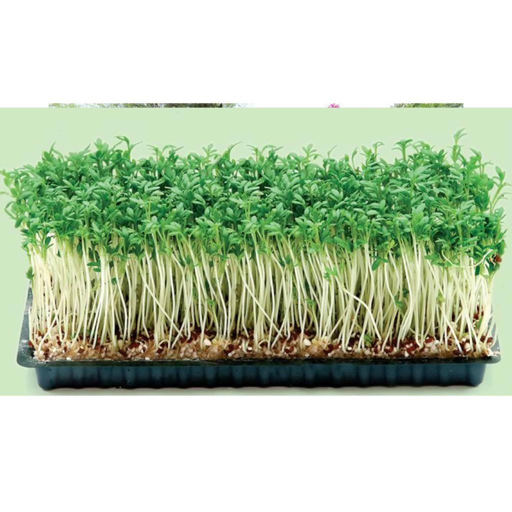 Hạt Giống Rau Mầm Cải Ngọt 30Gr Giàu Dinh Dưỡng - Phú Nông Seeds - Shop Đất sạch, Phân Bón, Hữu Cơ, Xơ Dừa