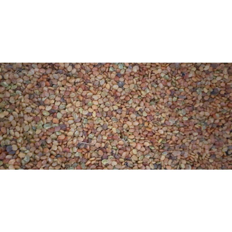500 gram muồng vàng hạt lớn