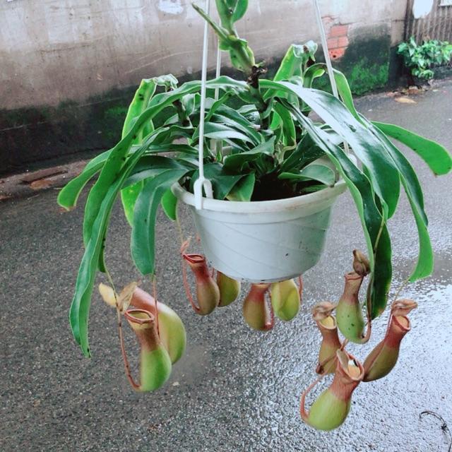 Cây Nắp Ấm