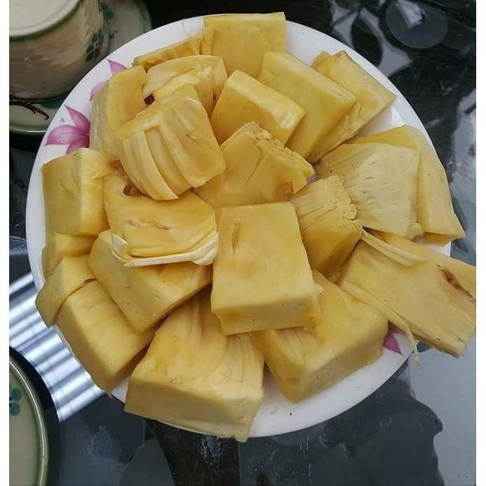 Cây giống mít không hạt giá rẻ